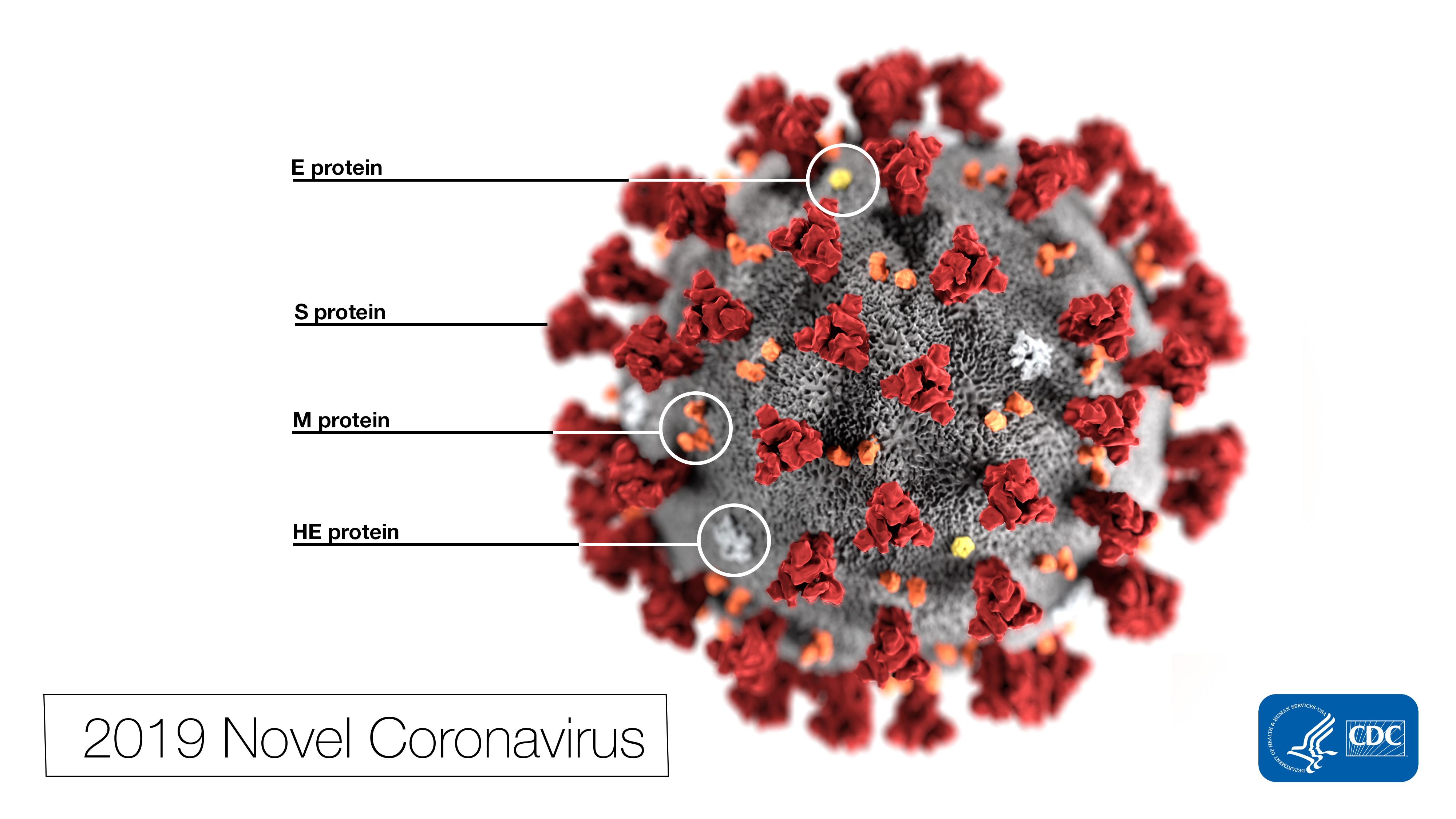 Rendered image of the coronovirus with the label '2019 Novel Coronovirus'